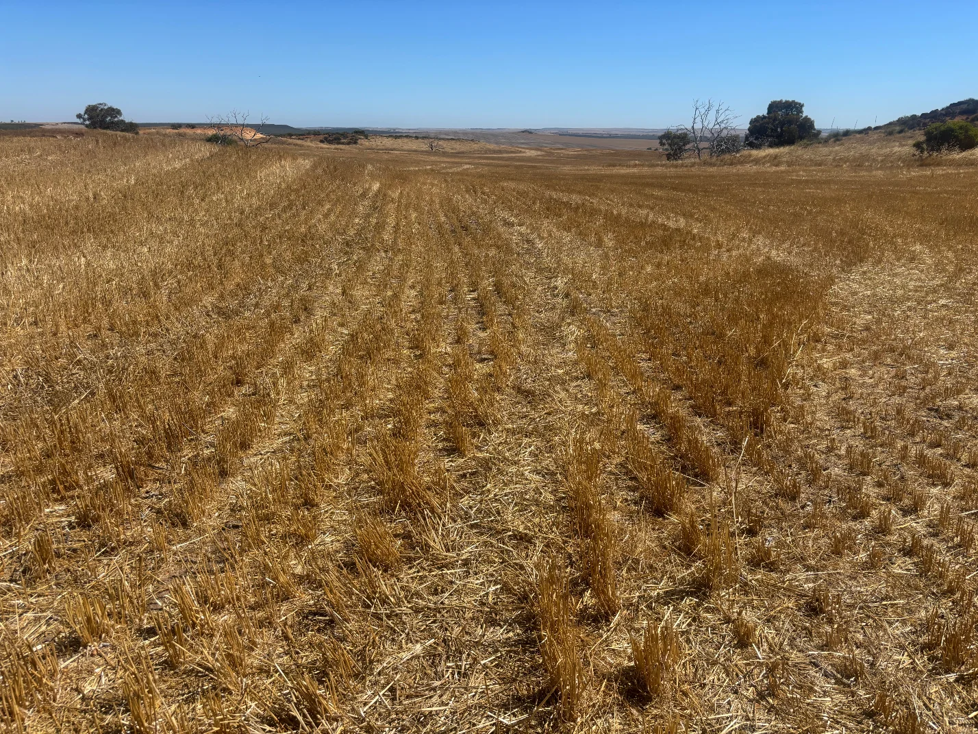 Additional image 22 of 6062 Coorow-Greenhead Road, Warradarge WA 6518