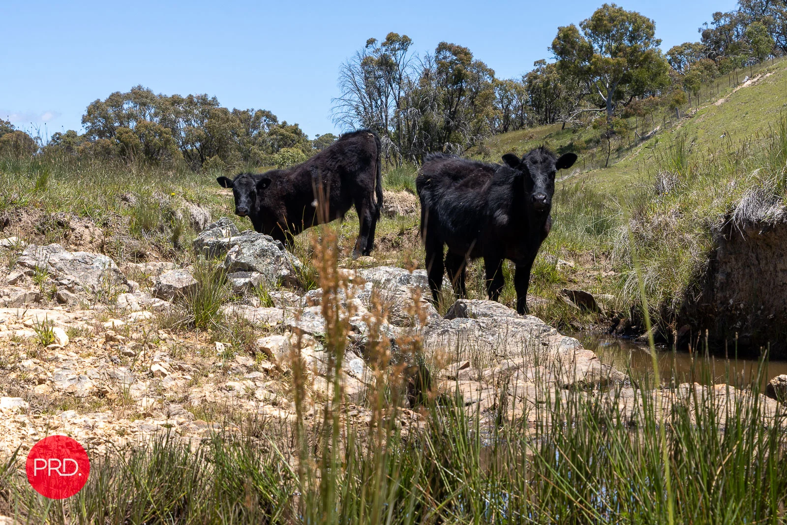 Additional image 26 of 2287 Bungendore Road, Tarago NSW 2580