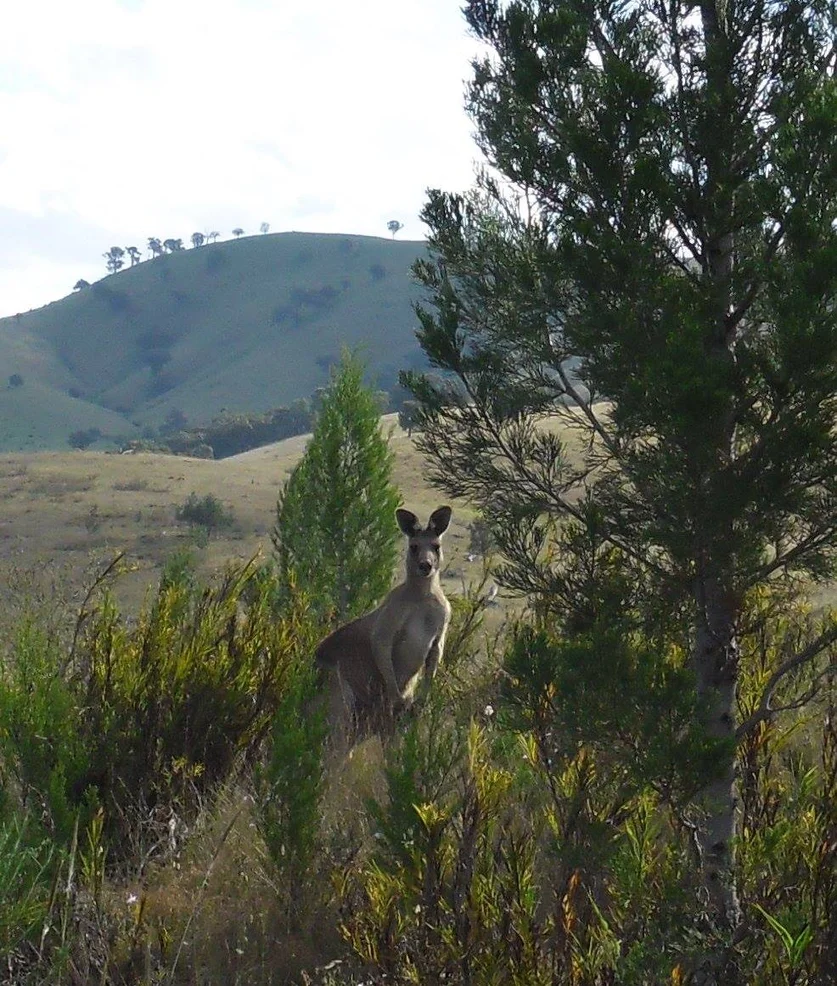 Additional image 10 of Lot 161 Eldridges Lane, Taylors Flat NSW 2586