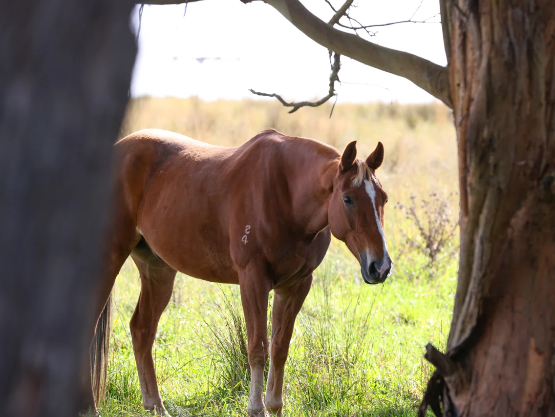 Additional image 23 of 710 Inverary Road, Paddys River NSW 2577