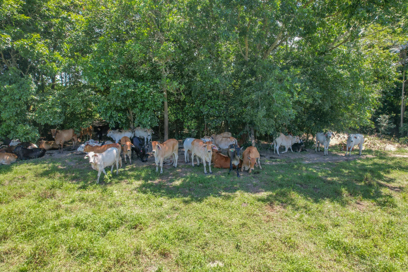 Additional image 5 of Lot 2 Bruce Highway, Bemerside QLD 4850