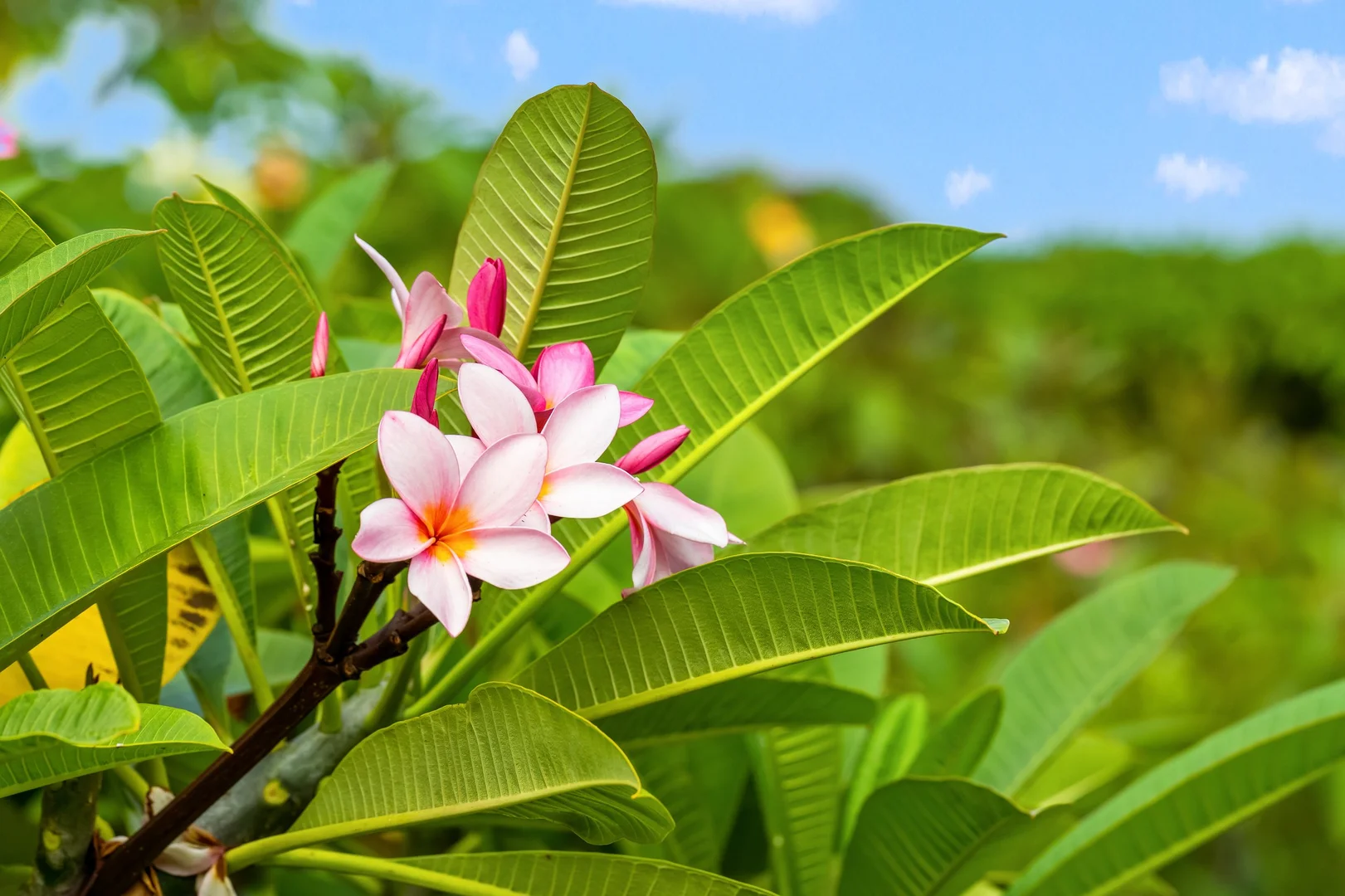 Additional image 13 of 16 Sartories Road, Pimlico NSW 2478