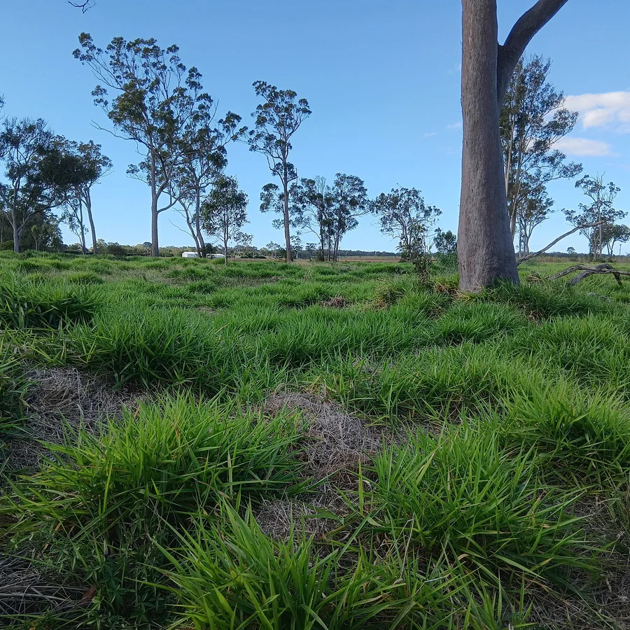 1/133 Price Street, Kensington QLD 4670