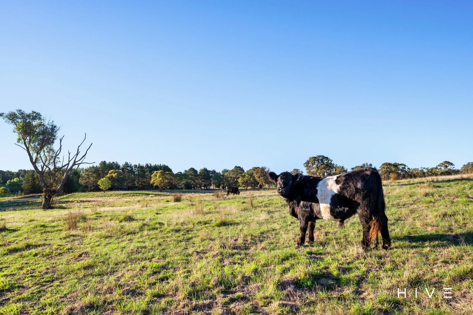 Additional image 4 of 8 Creekborough Road, Bywong NSW 2621