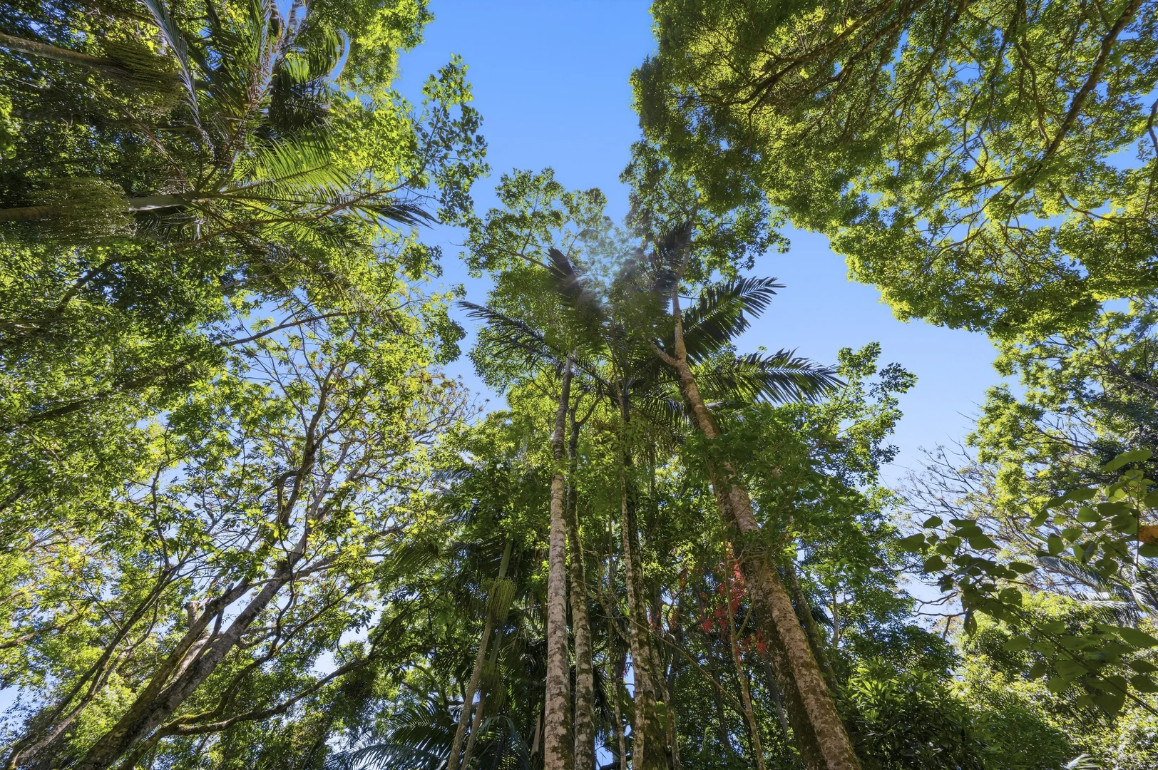 Additional image 5 of Lot 3/1968 Mount Glorious Road, Mount Glorious QLD 4520