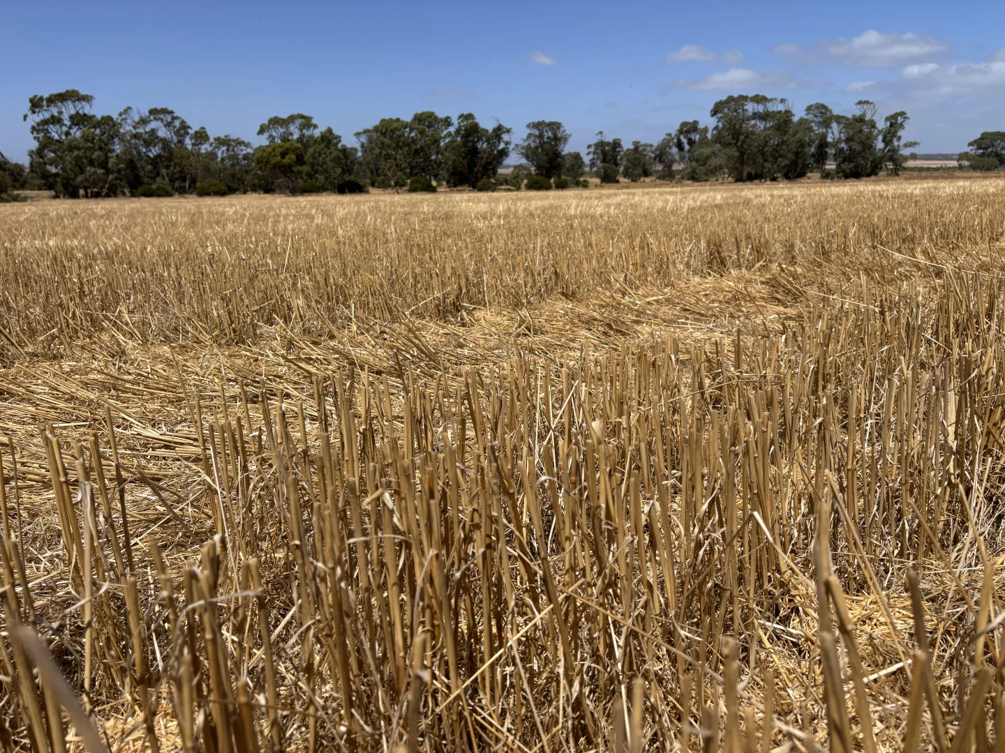 Additional image 12 of 205 Settlers Road, Wangary SA 5607