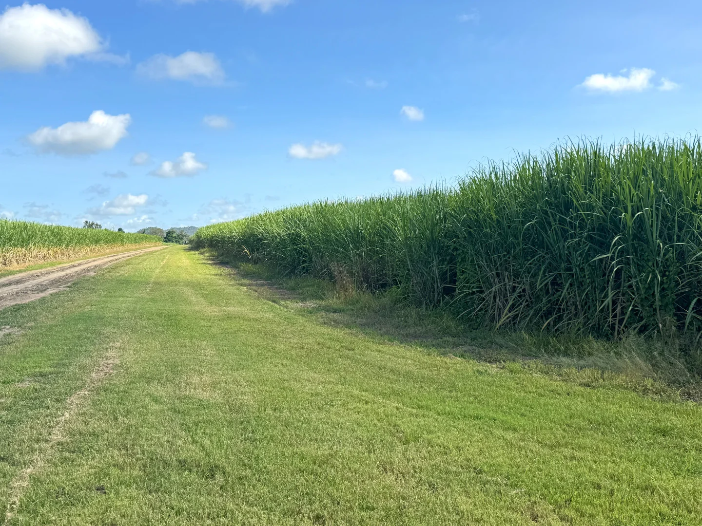 Additional image 2 of 1214 Kirknie Road, Osborne QLD 4806