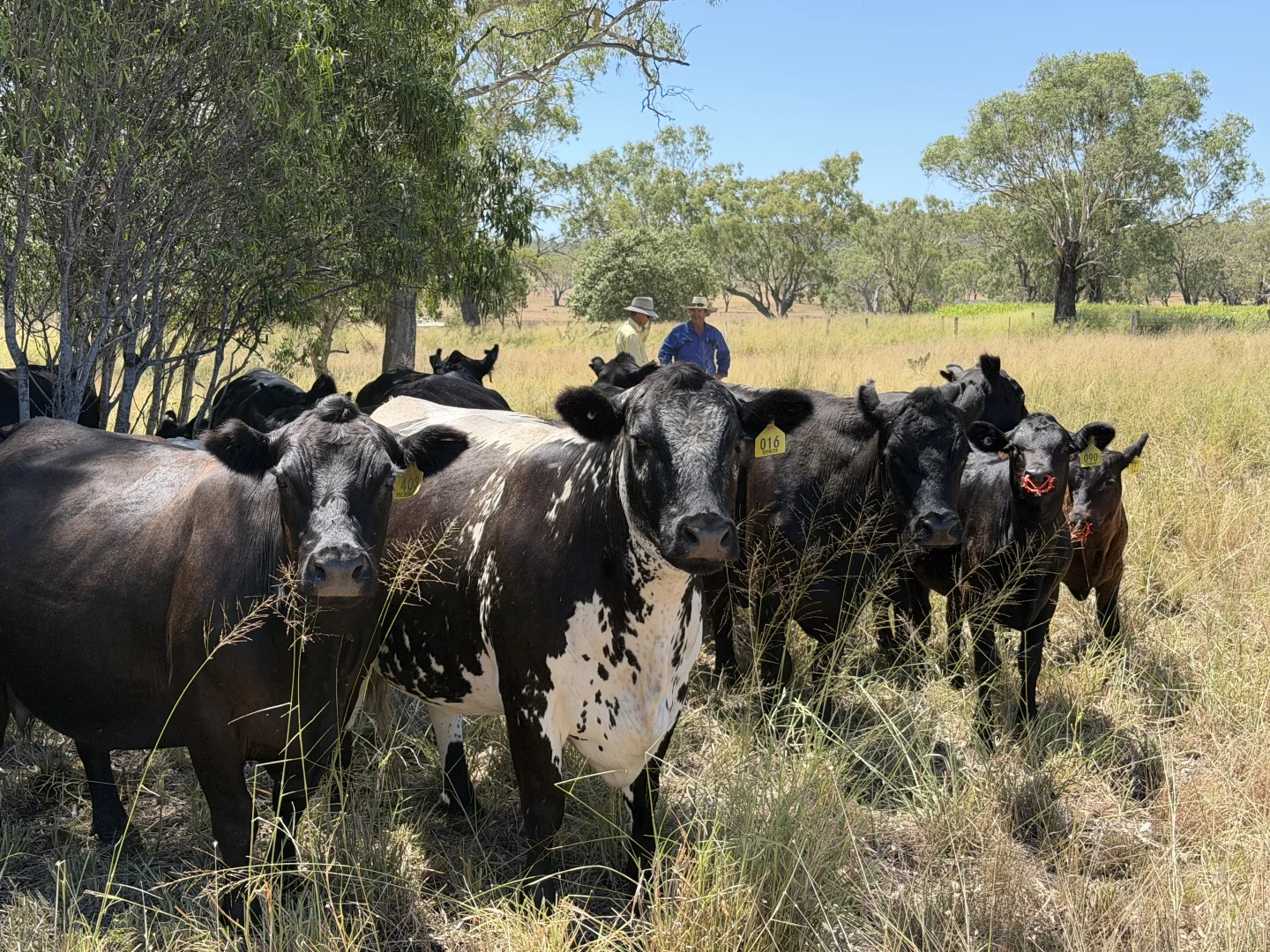 Additional image 2 of 242 Ehrlich Road, Linthorpe QLD 4356