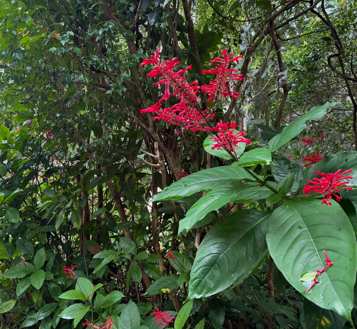 Additional image 32 of 771 Left Bank Road, Mullumbimby Creek NSW 2482