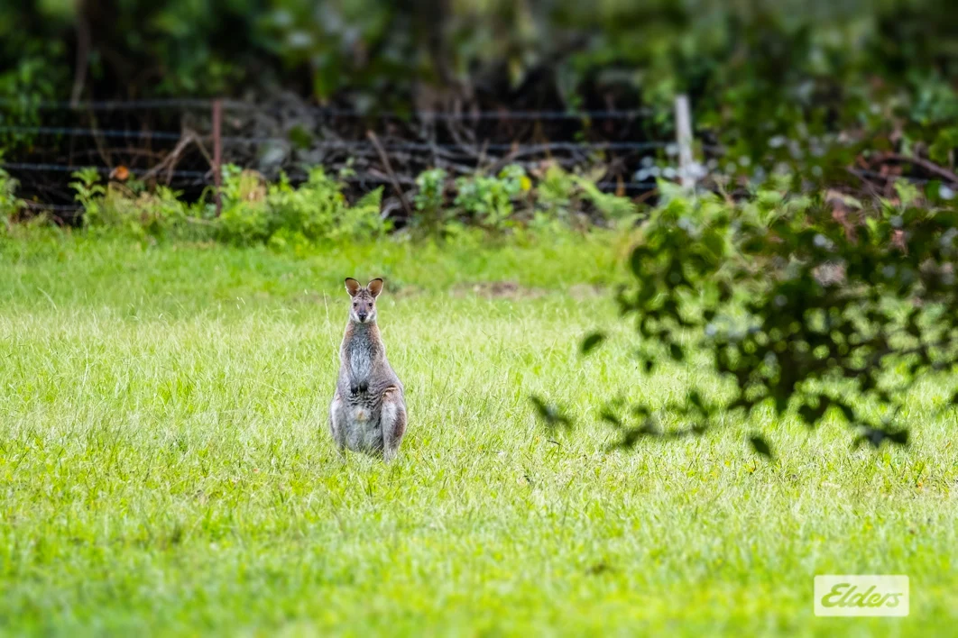 Additional image 25 of 1798 Dooralong Road, Lemon Tree NSW 2259