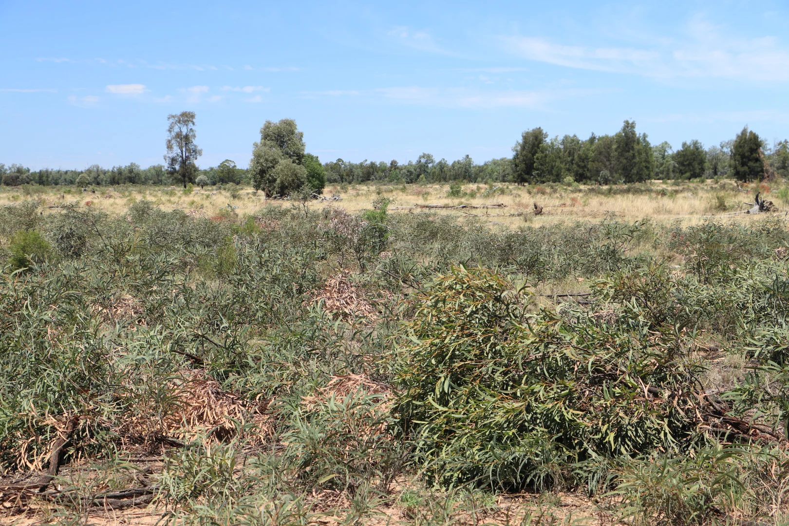 Additional image 6 of 555 Yuleba Surat Road, Yuleba QLD 4427