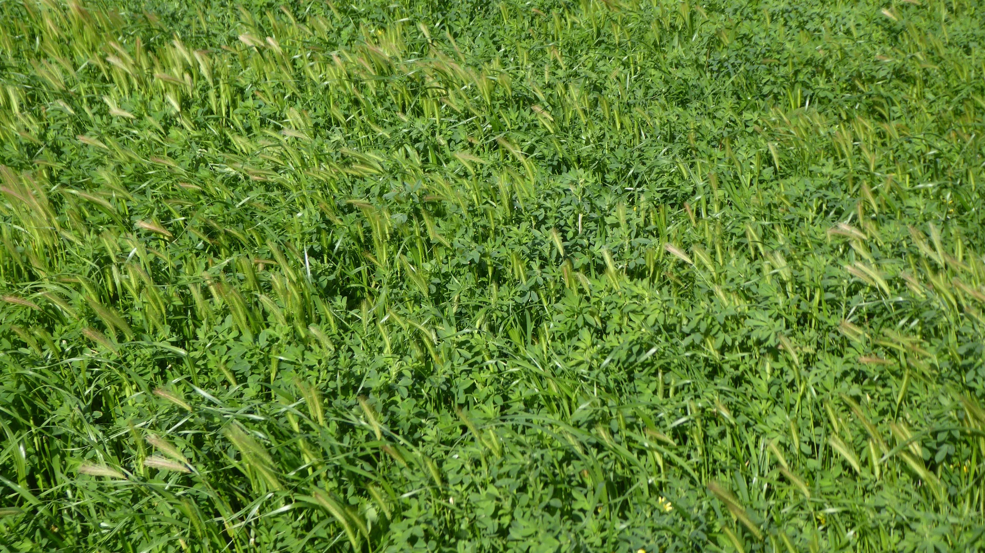 Additional image 4 of 2448 Bangham Road, Frances SA 5262