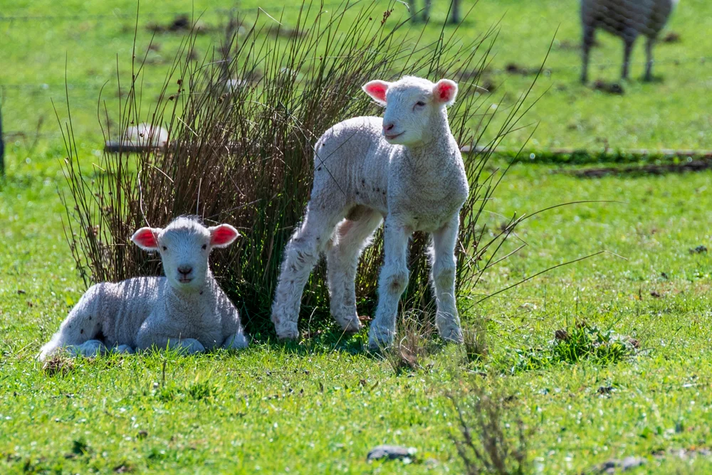 Additional image 13 of 2811 Bylong Valley Way, Rylstone NSW 2849