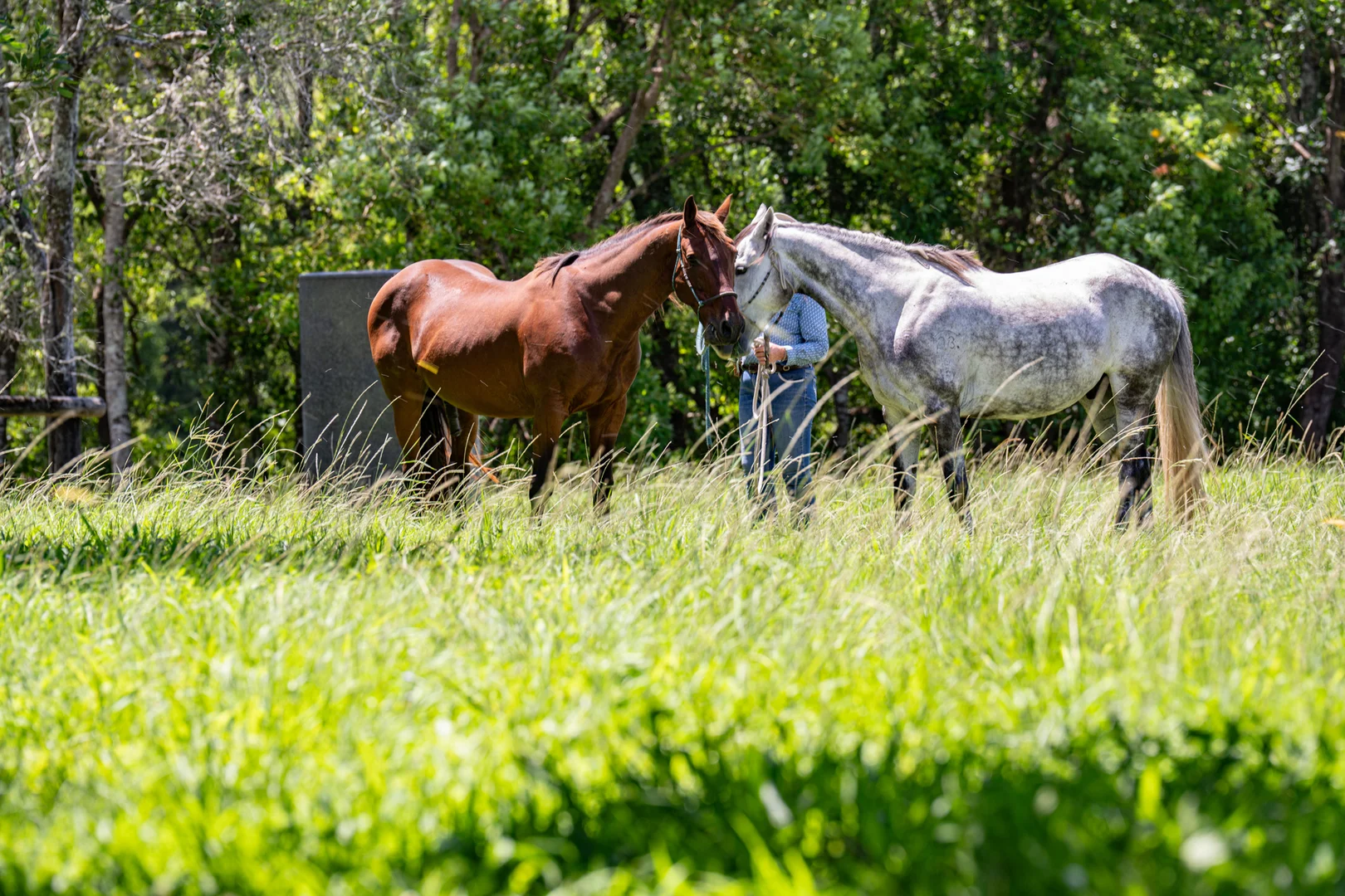 Additional image 13 of 165 Larneys Lane, Eerwah Vale QLD 4562