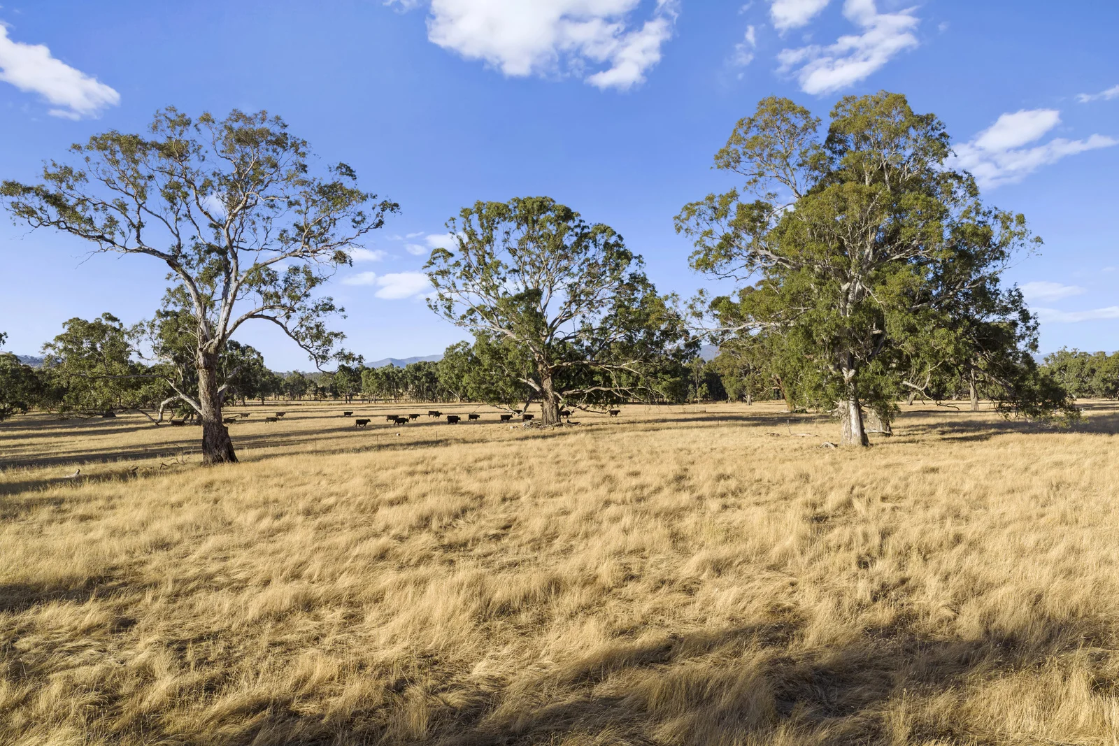 Additional image 21 of 2647 Maroondah Highway, Maindample VIC 3723