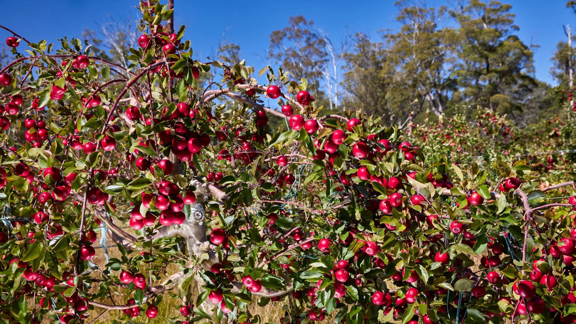 Additional image 11 of 389 Auburn Road, Beaconsfield TAS 7270