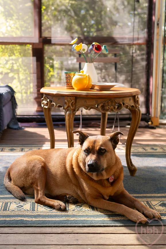 Additional image 5 of 1 Harding Street, Watson ACT 2602