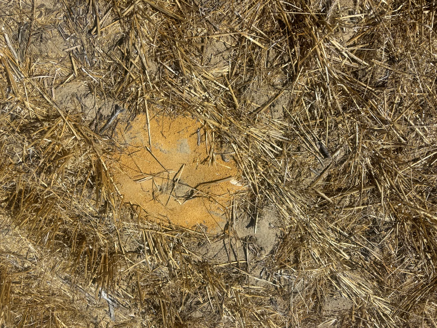 Additional image 6 of 6062 Coorow-Greenhead Road, Warradarge WA 6518