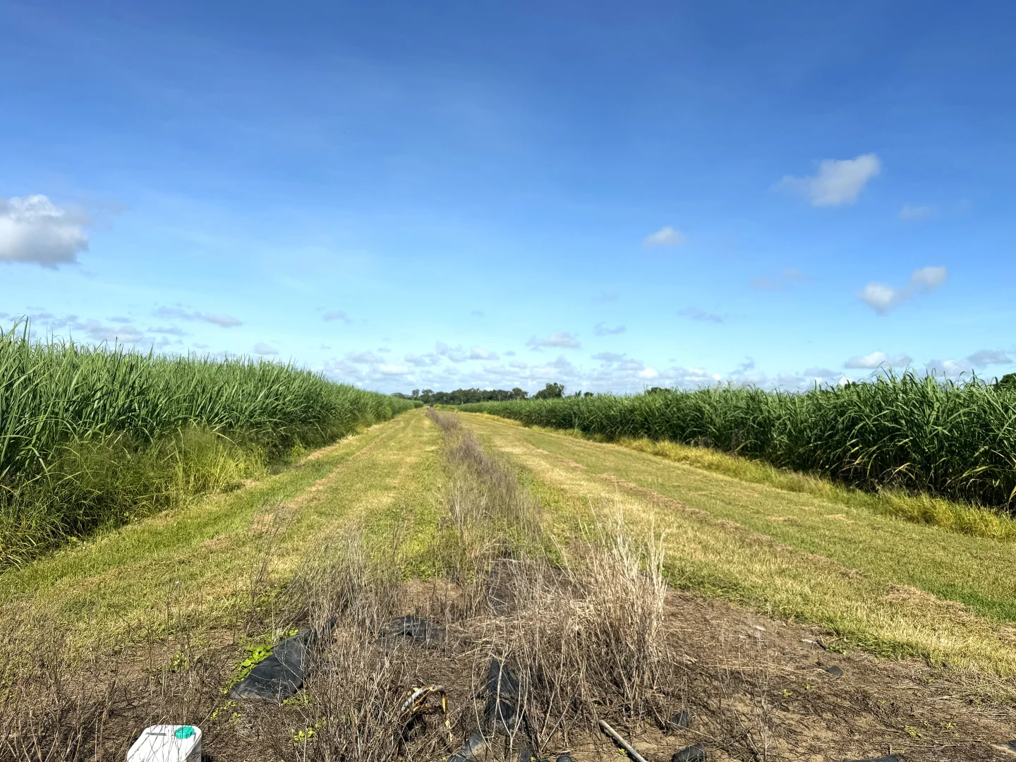 Additional image 5 of 1214 Kirknie Road, Osborne QLD 4806