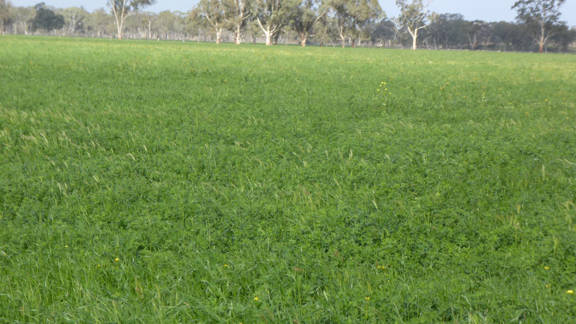 Additional image 2 of 2448 Bangham Road, Frances SA 5262