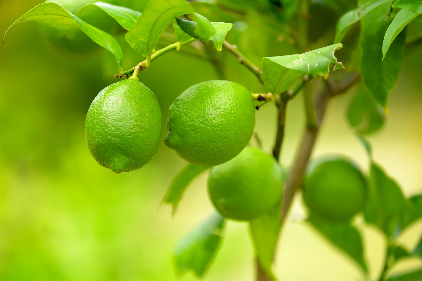 Additional image 19 of 47 Osborne Court, Wallu QLD 4570