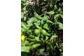 Additional image 21 of 62 Acorn Gln, Irvine, CA, 92620