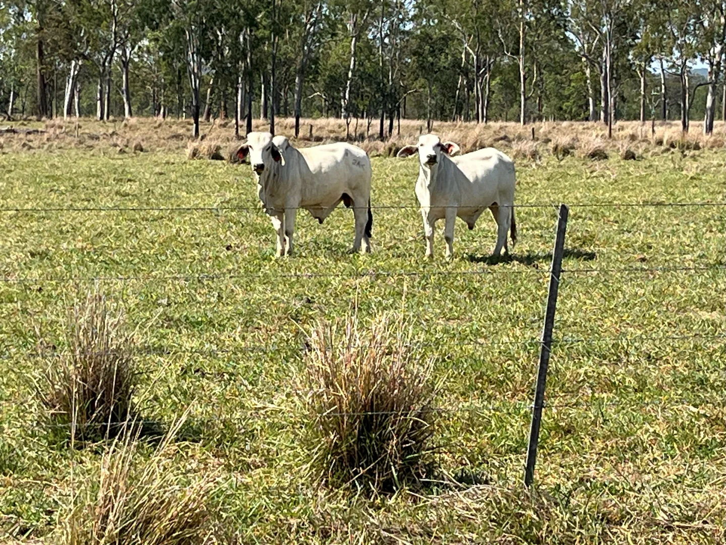 Additional image 5 of Blunder Park Station 382 Blunder Park Road, Ravenshoe QLD 4888