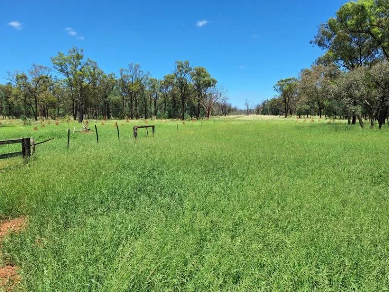 Additional image 3 of 6743 Dunrobin Road, Jericho QLD 4728