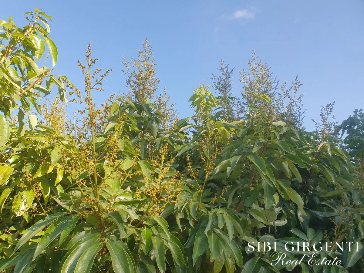 Additional image 14 of 84 Chisari Road, Mutchilba QLD 4872