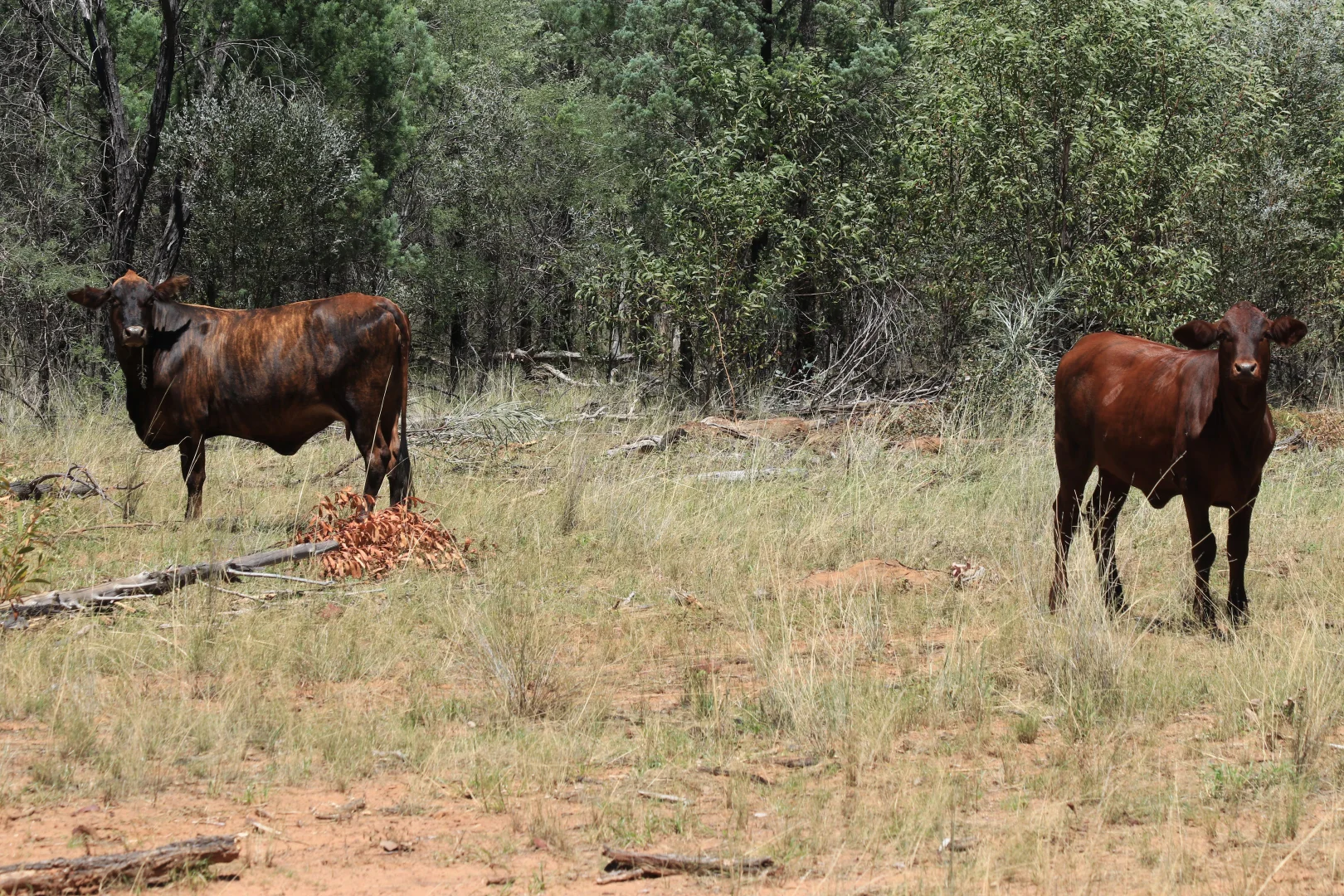 Additional image 13 of 555 Yuleba Surat Road, Yuleba QLD 4427