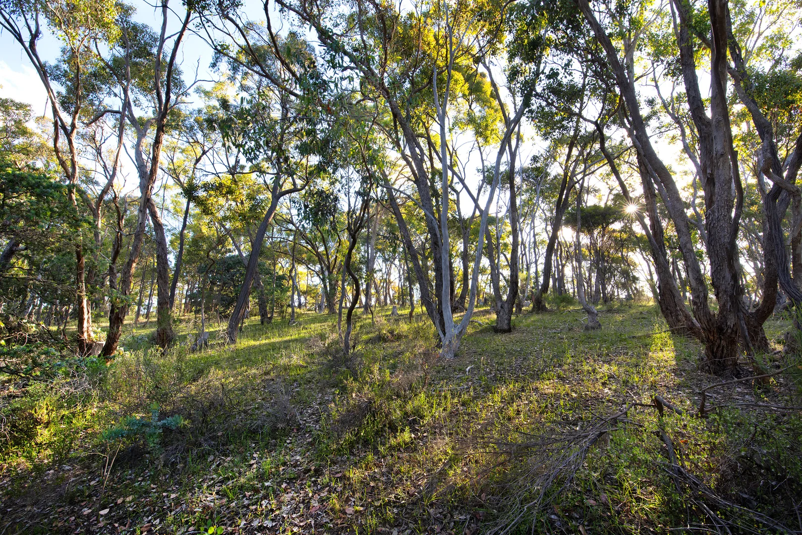 Additional image 4 of 101 Bush Sanctuary Road, Chewton Bushlands VIC 3451