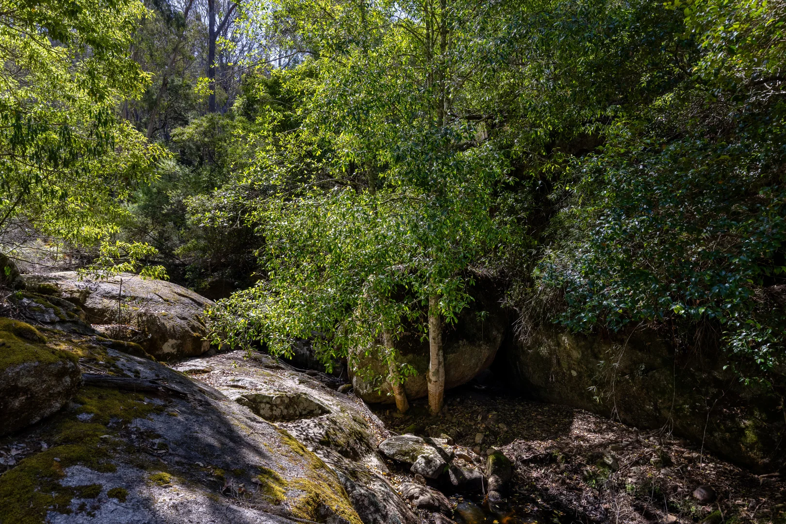 Additional image 12 of 464 Dorrigo Road, Brogo NSW 2550