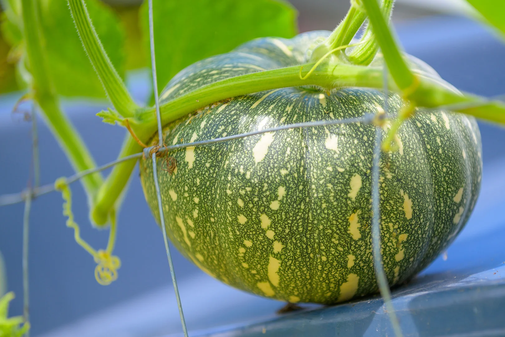 Additional image 28 of 47 Osborne Court, Wallu QLD 4570