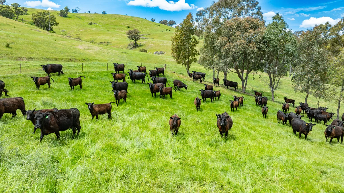 Additional image 3 of Swamp Lane, Dederang VIC 3691