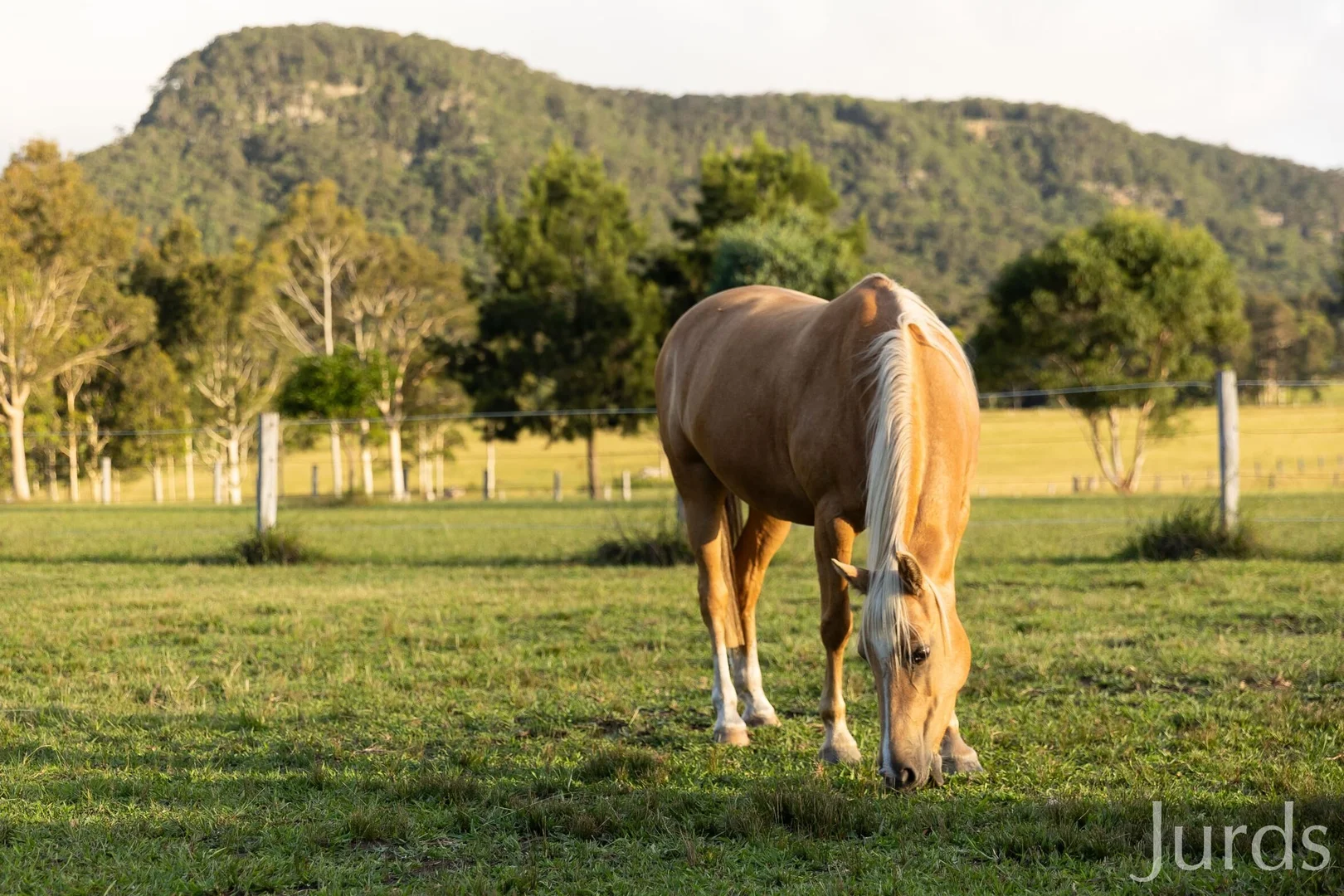 Additional image 35 of 256 Mill Lane, Quorrobolong NSW 2325
