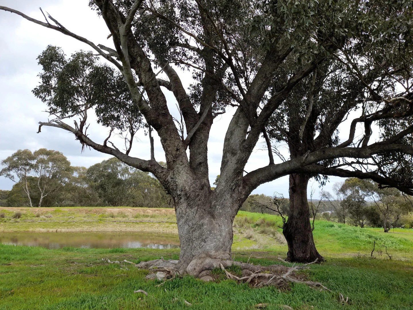 Additional image 10 of 2 Springvale Road, Lockwood South VIC 3551