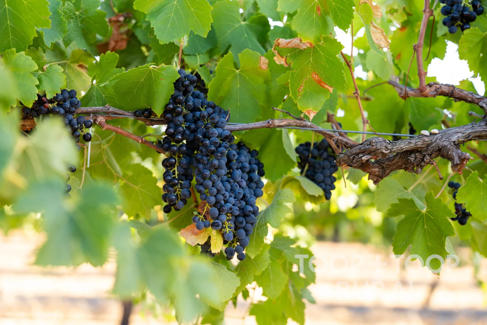 Additional image 46 of 145 Tolley Road, Nuriootpa SA 5355