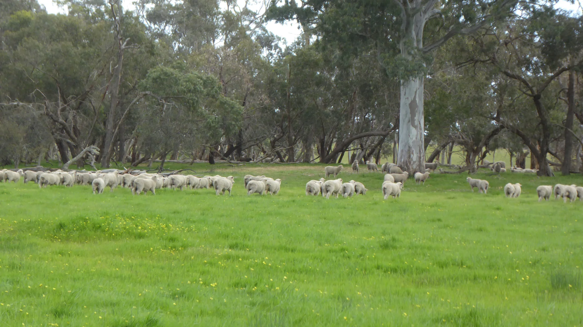 Additional image 25 of 2448 Bangham Road, Frances SA 5262