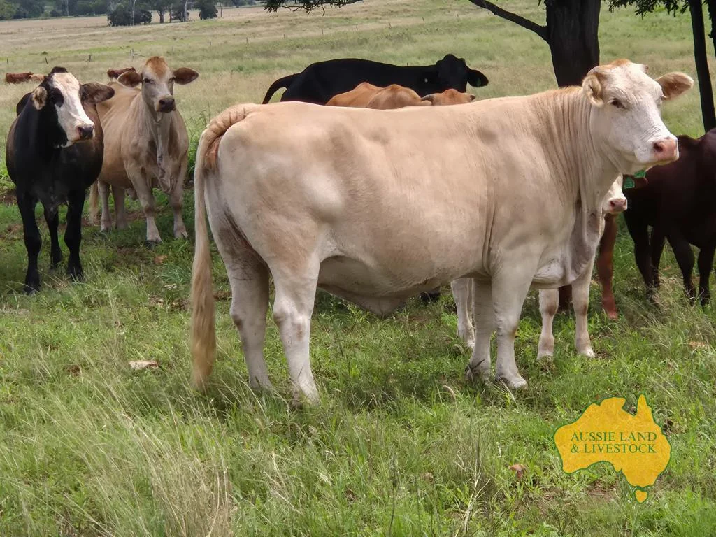 Additional image 27 of 296 Cloyna West Road, Cloyna QLD 4605