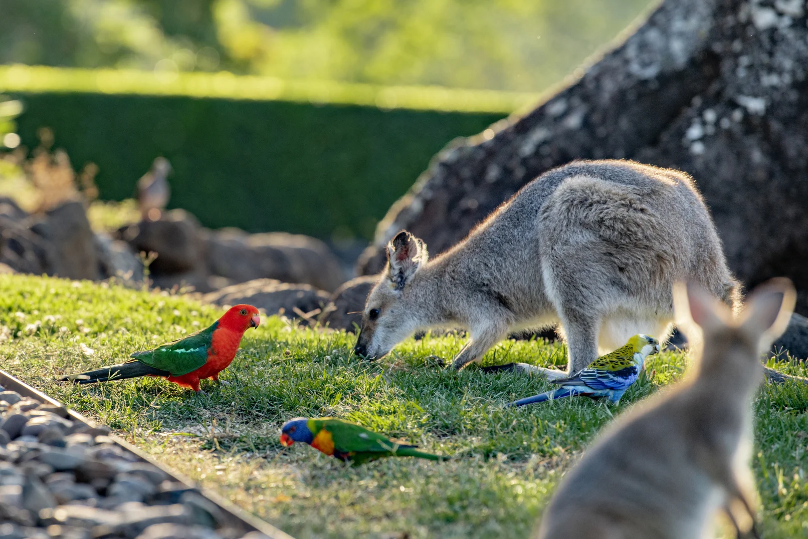 Additional image 24 of 3196 Christmas Creek Road, Lamington QLD 4285