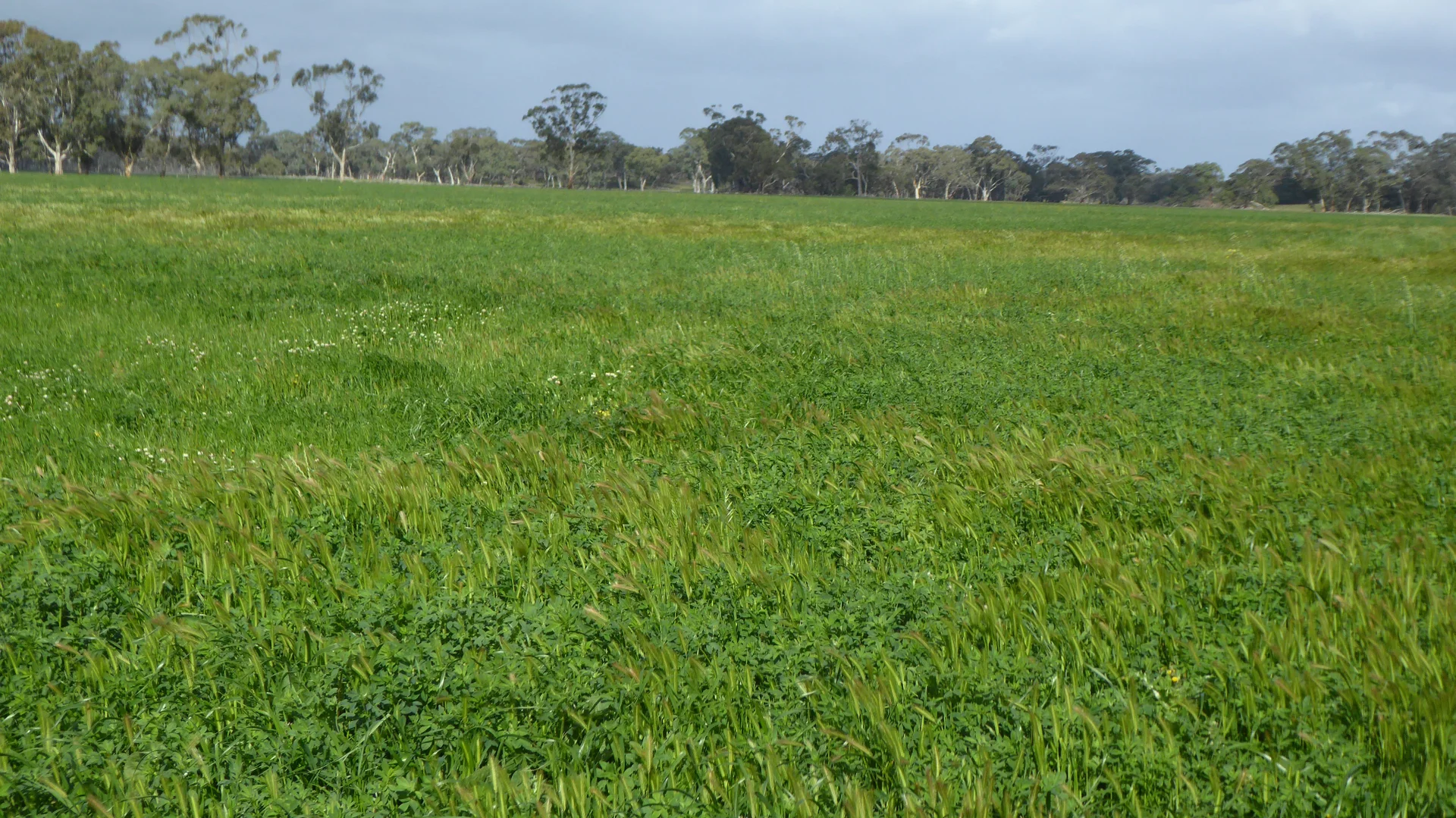 Additional image 22 of 2448 Bangham Road, Frances SA 5262