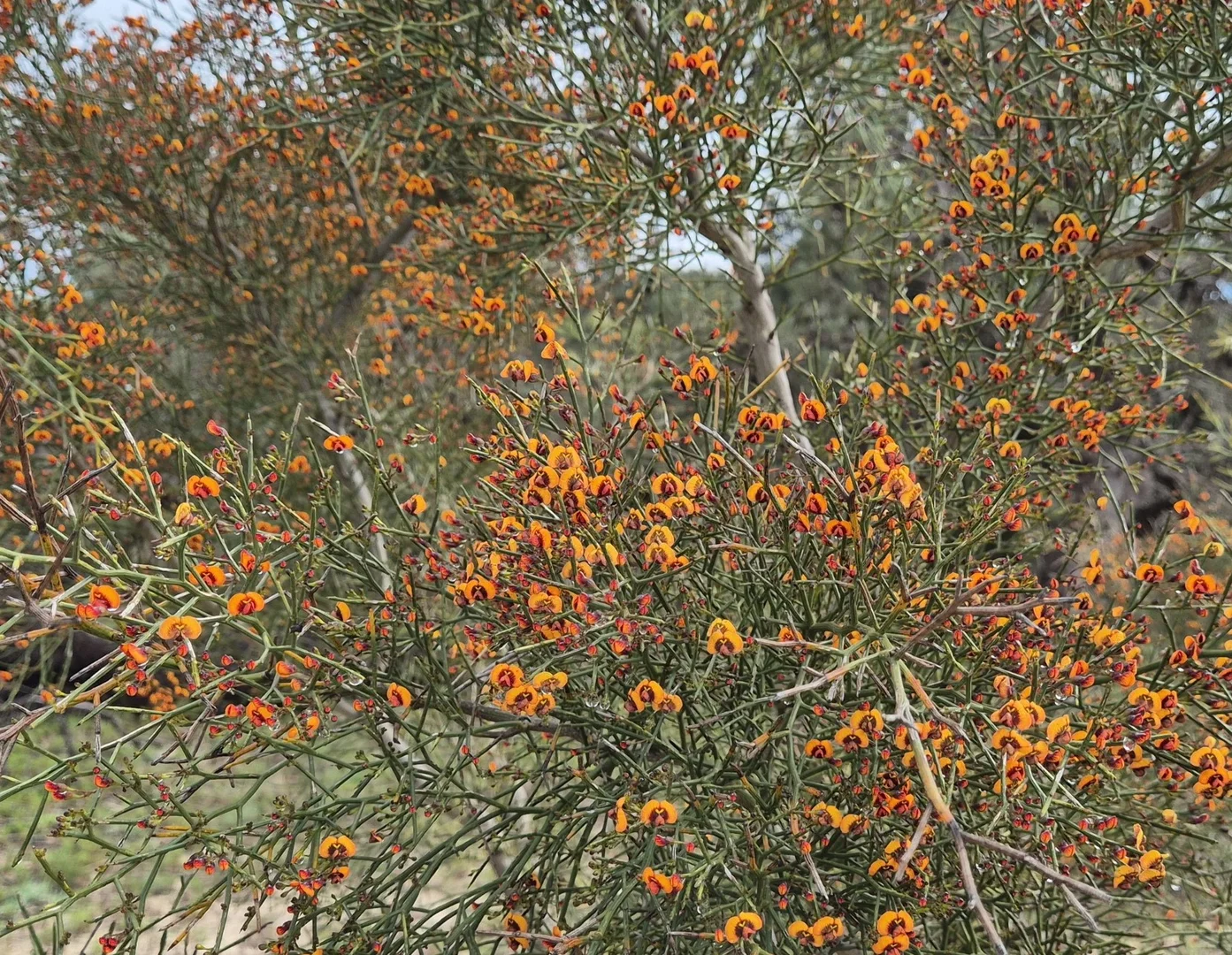 Additional image 13 of 197 Millbank Road, Cowalla WA 6503