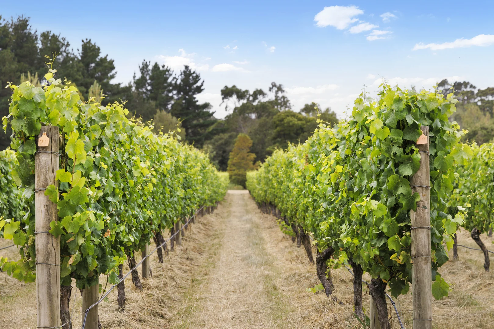 Additional image 18 of 44 Merricks Road, Merricks VIC 3916