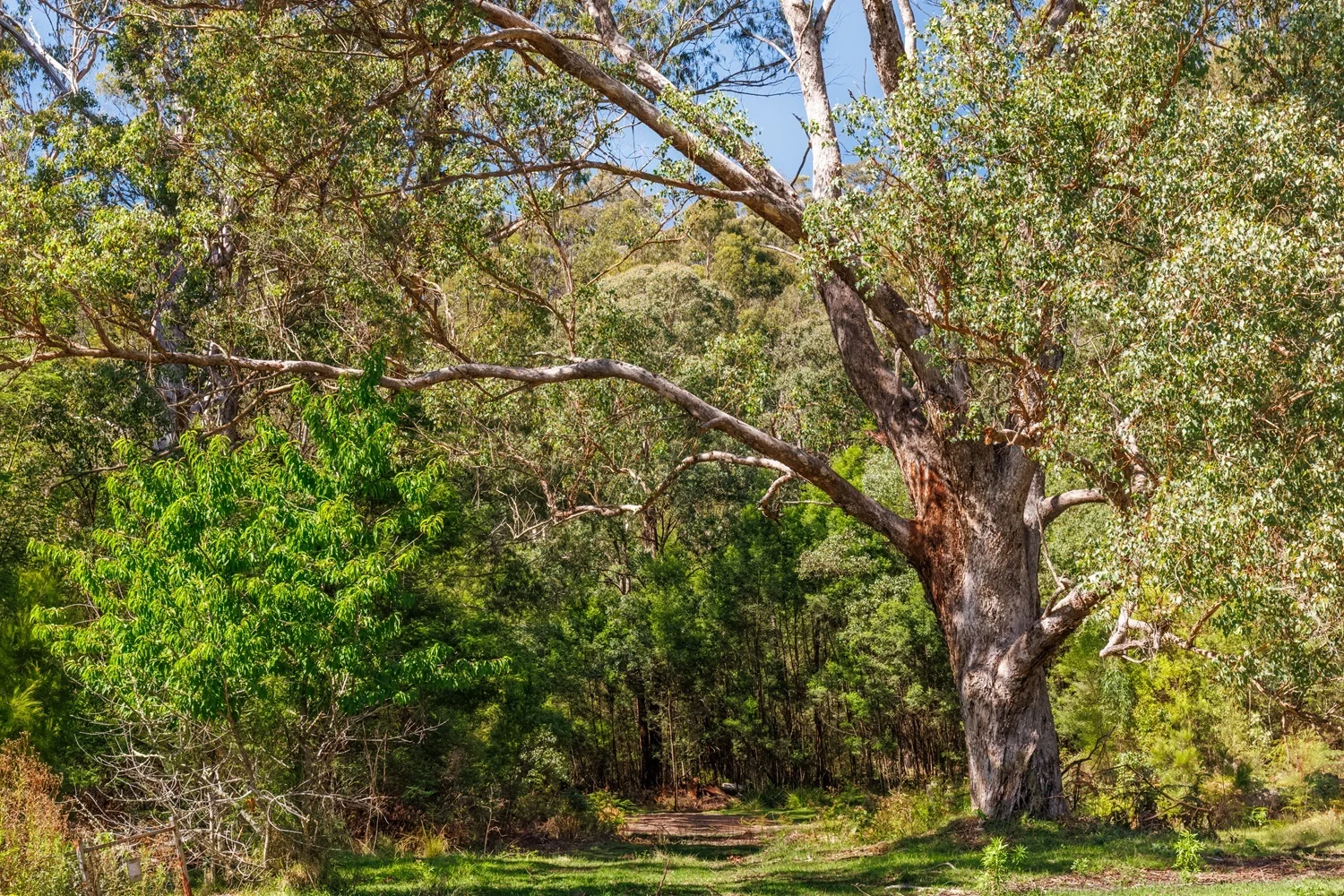 Additional image 10 of 463 Towamba Rd, NULLICA Via, Eden NSW 2551