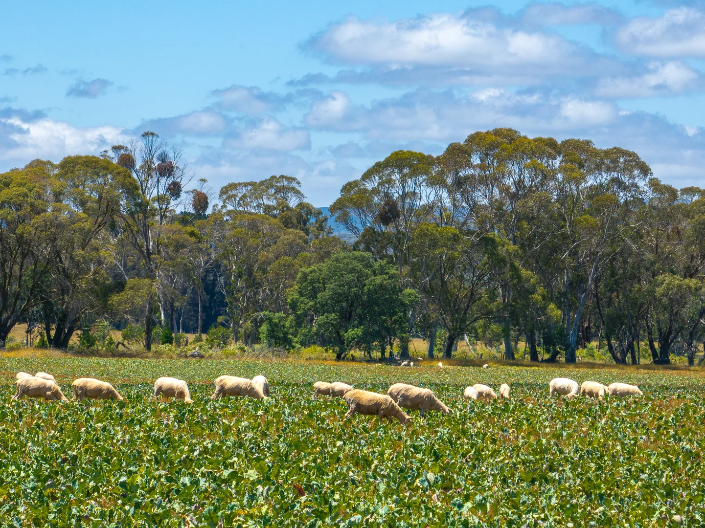 Additional image 3 of 951 Shooters Hill Road, Chatham Valley NSW 2787