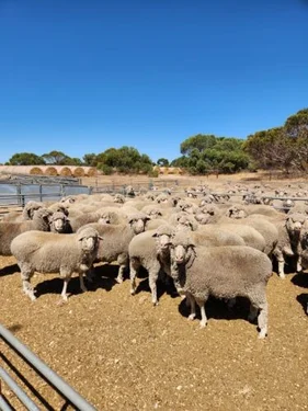 Additional image 23 of 485 Freak Road, Coonalpyn SA 5265