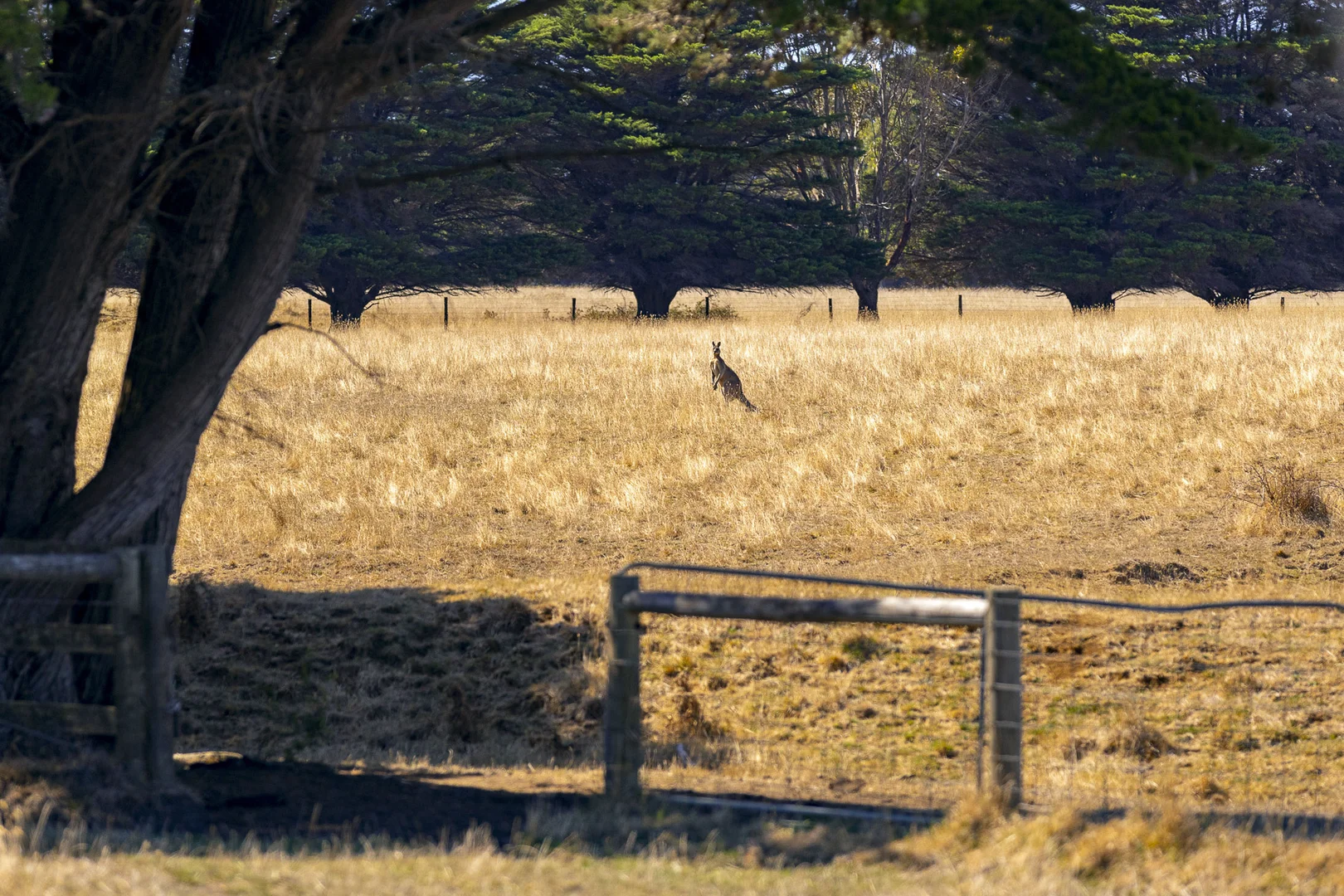 Additional image 5 of 390 Keys Road, Flinders VIC 3929