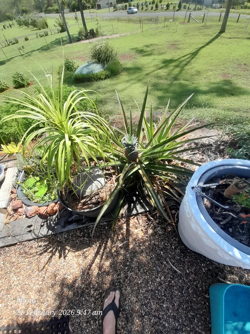 Additional image 10 of 24 Breen Court, McIlwraith QLD 4671