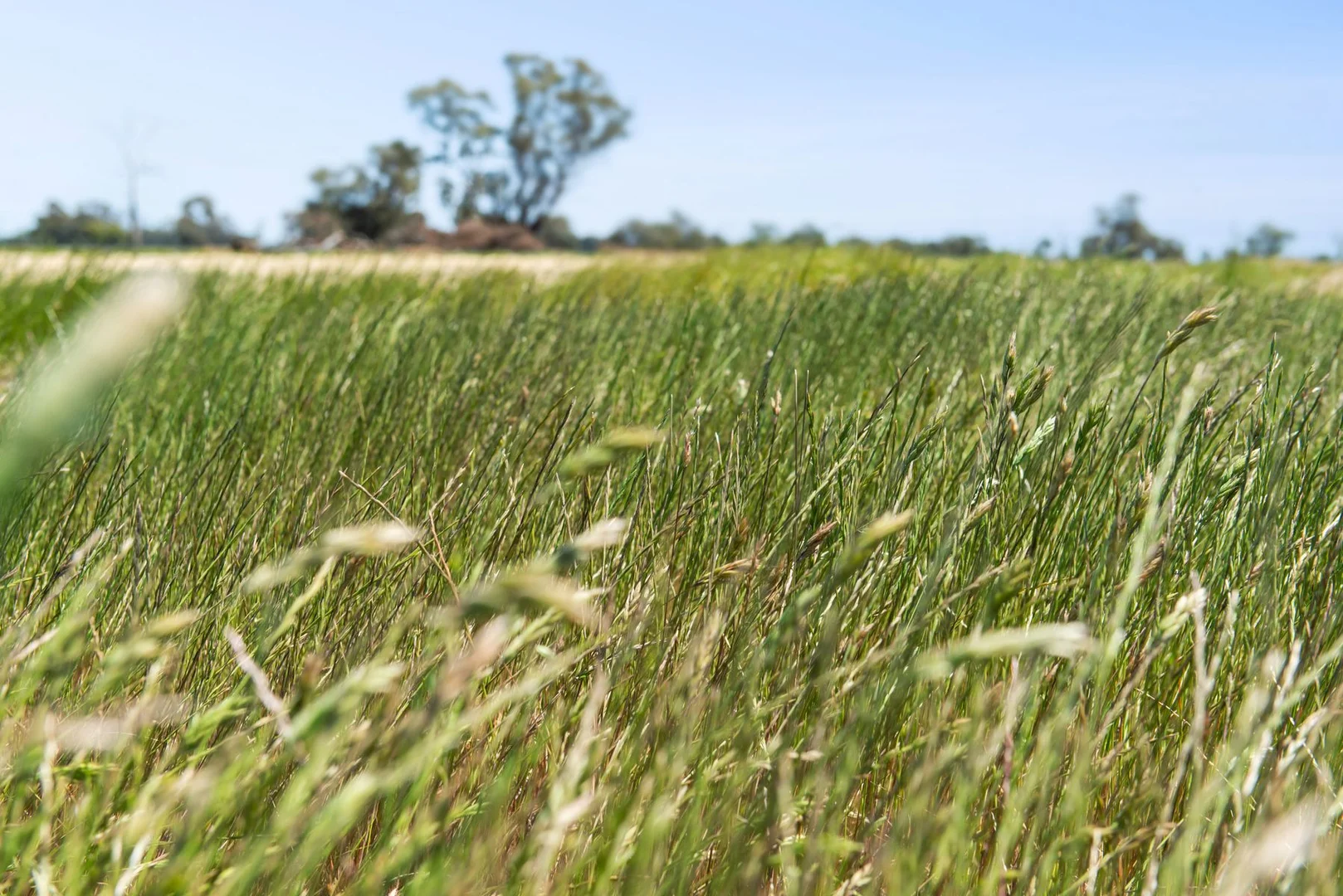 Additional image 10 of Lot N Murphys & Hercus Road, Calivil VIC 3573