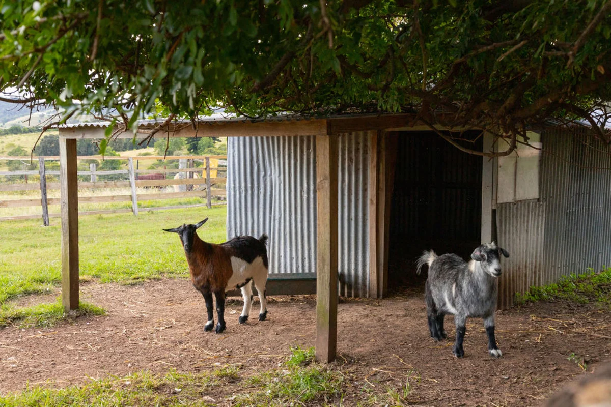Additional image 35 of 1-33 Telrader Road, Marburg QLD 4346